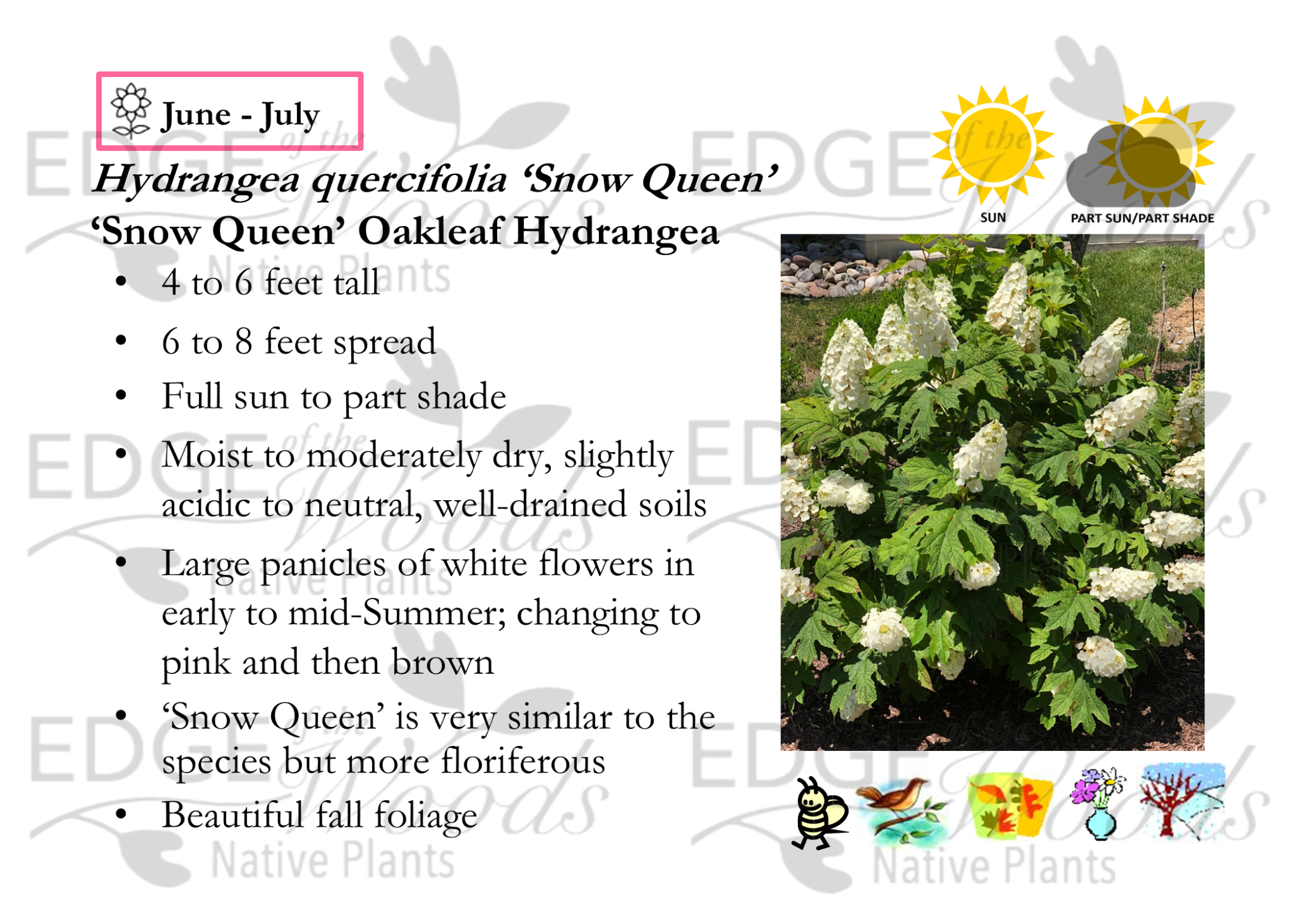Species Spotlight - Hydrangea quercifolia - Edge Of The Woods Native ...